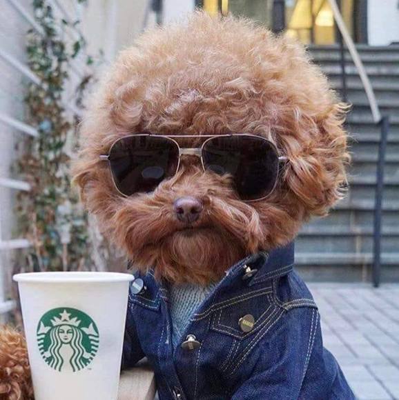 Meet your Posher, Ceecee - Picture 1 of 1